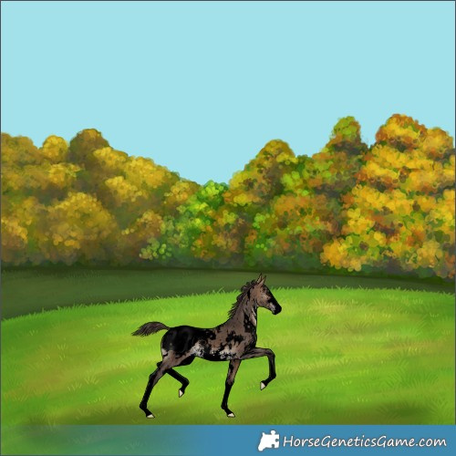 Horse Color:Void White Spotted Bay Dun Sabino Snowcap 