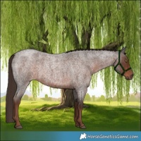 Horse Color:Liver Red Roan 