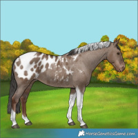 Horse Color:Liver Red Dun Tobiano Blanket Rabicano