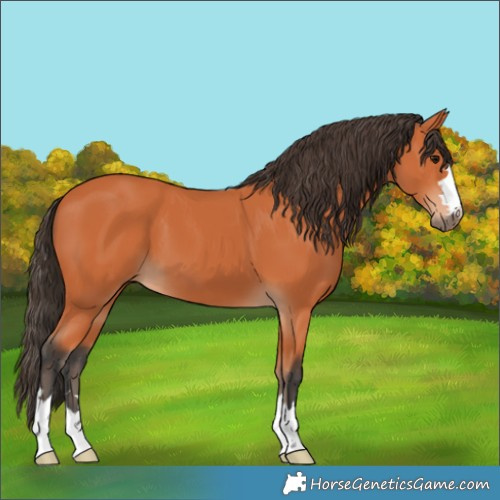 Horse Color:Bay 