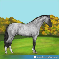 Horse Color:Smoky Blue Roan 