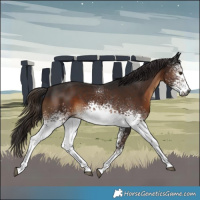 Horse Color:Gray White Spotted Liver Chestnut 