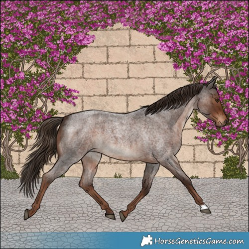 Horse Color:Liver Red Roan