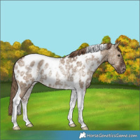 Horse Color:Liver Red Dun Ice Tobiano Near Leopard Rabicano