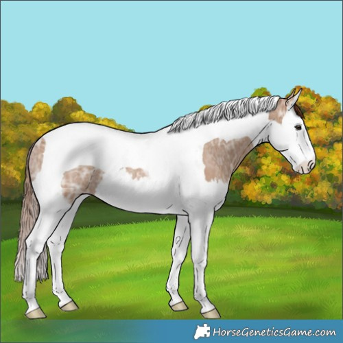 Horse Color:Red Dun Ice Splash Tobiano Rabicano