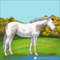 Horse Color:Red Dun Ice Splash Tobiano Rabicano