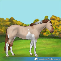 Horse Color:Red Dun Tobiano Rabicano 