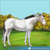 Horse Color:Liver Red Dun Ice Sabino Splash Tobiano Blanket Rabicano