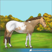 Horse Color:Buckskin Dun Tobiano Snowcap Rabicano