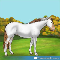 Horse Color:Red Dun Tobiano Near Fewspot Rabicano 
