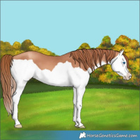 Horse Color:Gold Champagne Splash