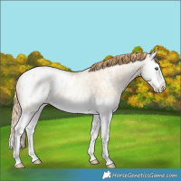 Horse Color:Smoky Grullo Ice Pearl Splash Appaloosa 