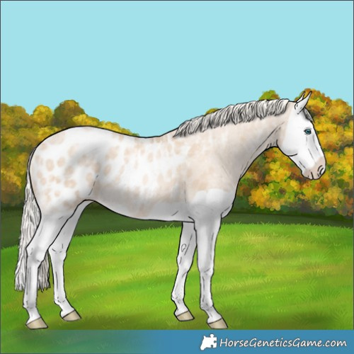Horse Color:Palomino Ice Pearl Splash Appaloosa Rabicano