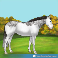 Horse Color:Liver Chestnut Ice Splash