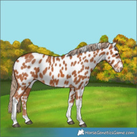 Horse Color:Chestnut Tobiano Near Leopard