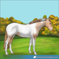 Horse Color:Bay Pearl Tobiano Snowcap Rabicano