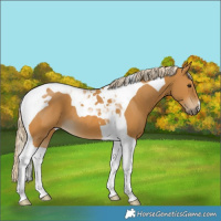 Horse Color:Palomino Tobiano