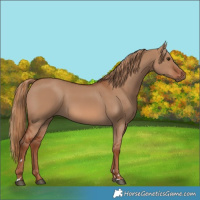 Horse Color:Red Dun