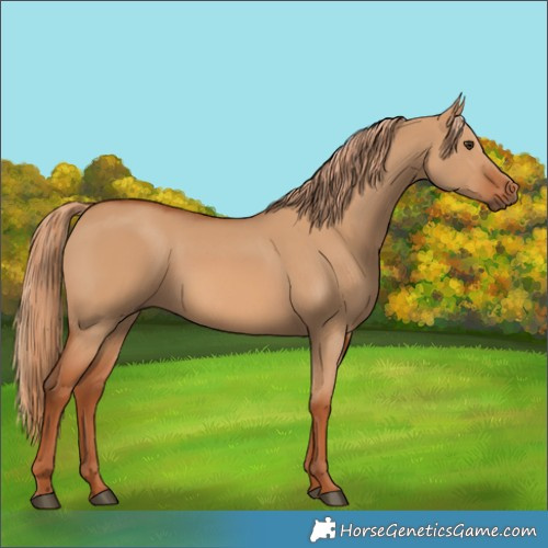 Horse Color:Red Dun 