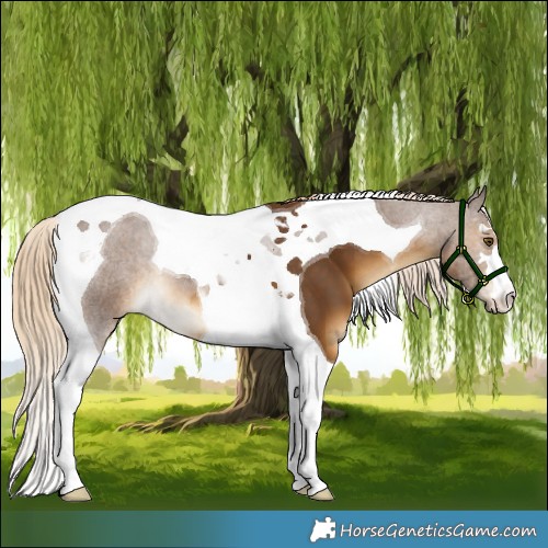 Horse Color:Chocolate Palomino Tobiano 
