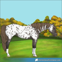 Horse Color:Smoky Grullo Near Leopard