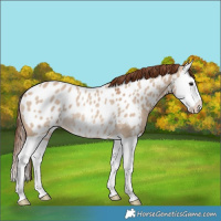 Horse Color:Red Dun Splash Near Leopard Rabicano 