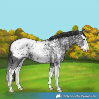 Horse Color:Black Ice Sabino Splash Blanket 