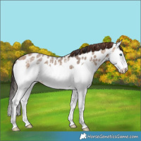 Horse Color:Bay Ice Dun Splash Near Leopard 