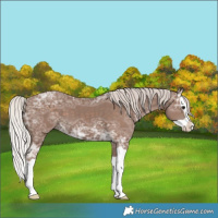 Horse Color:Silver Black Ice Splash