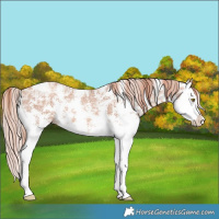 Horse Color:Gold Champagne Ice Sabino Splash 