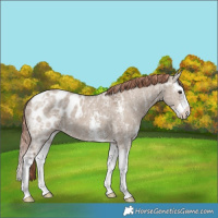 Horse Color:Liver Red Dun Ice Sabino Splash Blanket