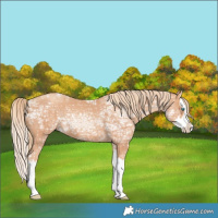 Horse Color:Gold Champagne Ice Splash 