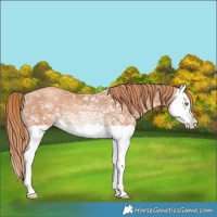 Horse Color:Gold Champagne Ice Splash Rabicano
