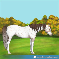 Horse Color:Amber Champagne Ice Splash Appaloosa 