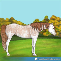 Horse Color:Gold Champagne Ice Sabino Splash