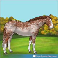 Horse Color:Chestnut Ice Splash Blanket Rabicano