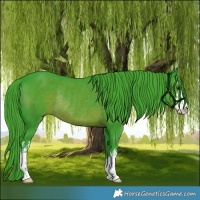 Horse Color:Watercolor White Spotted Liver Chestnut Rabicano 