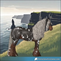 Horse Color:White Spotted Liver Chestnut 