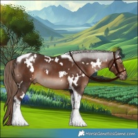 Horse Color:White Spotted Liver Chestnut Tobiano 