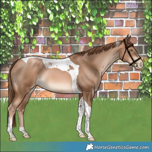Horse Color:Liver Chestnut Pearl Tobiano Rabicano 