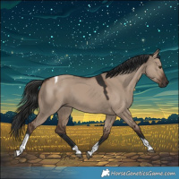 Horse Color:Liver Red Dun Tobiano 