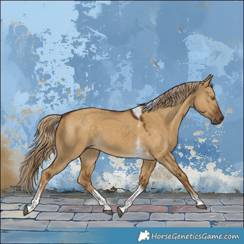 Horse Color:Chocolate Palomino Dun Tobiano