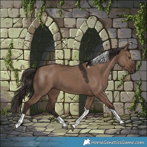 Horse Color:Liver Red Dun Tobiano