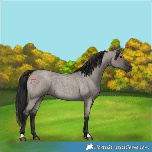 Horse Color:Gray Grullo Roan 