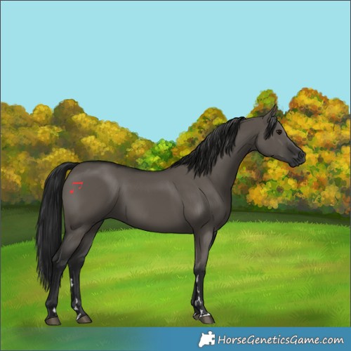 Horse Color:Gray Grullo 