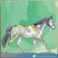 Horse Color:Painted Plaid  White Spotted Liver Red Dun Onyx Rabicano 