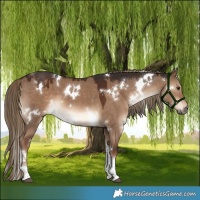 Horse Color:White Spotted Liver Red Dun Tobiano 