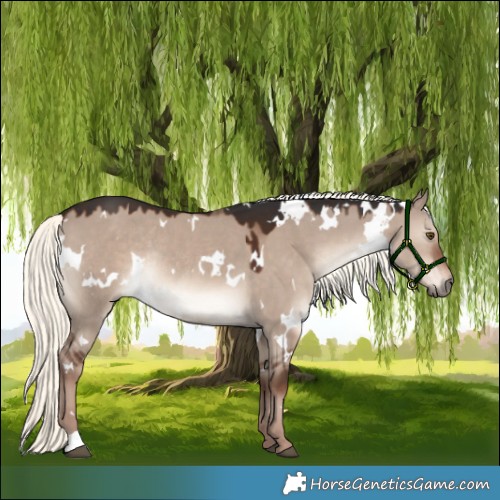 Horse Color:White Spotted Liver Red Dun Mushroom Rabicano 