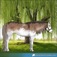 Horse Color:White Spotted Liver Red Dun Rabicano Brindle