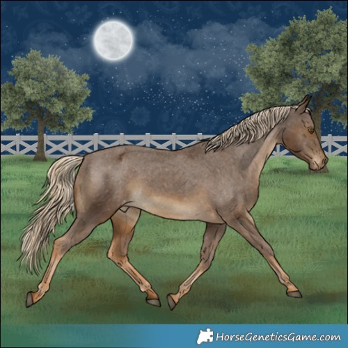Horse Color:Chocolate Palomino Appaloosa 